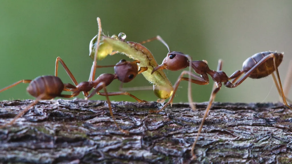 Mravenci krejčíci