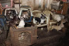 Manželé dostali za týrání stovek psů v Kamenici podmíněné tresty