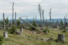 České lesy procházejí kvůli oteplování překotnou změnou. Společnost to stojí miliardy