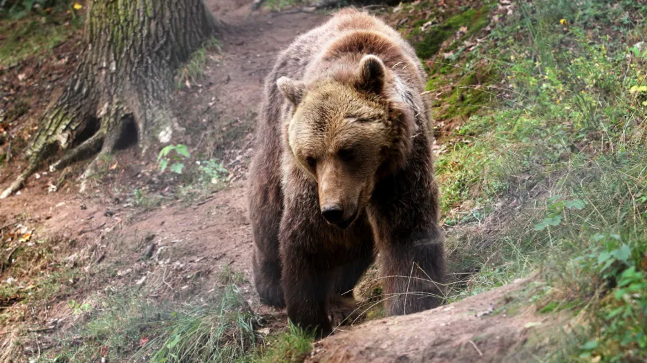 Ilustrační foto: Medvěd hnědý