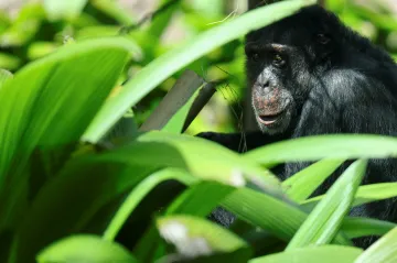 V Ugandě ochránci zvířat učí šimpanze, jak žít v blízkosti lidí
