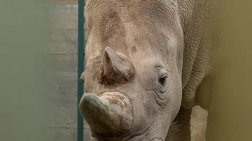 Odběr vajíček nosorožcům