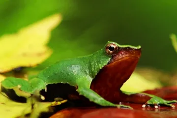 Vzácná nosatka Darwinova má naději na přežití