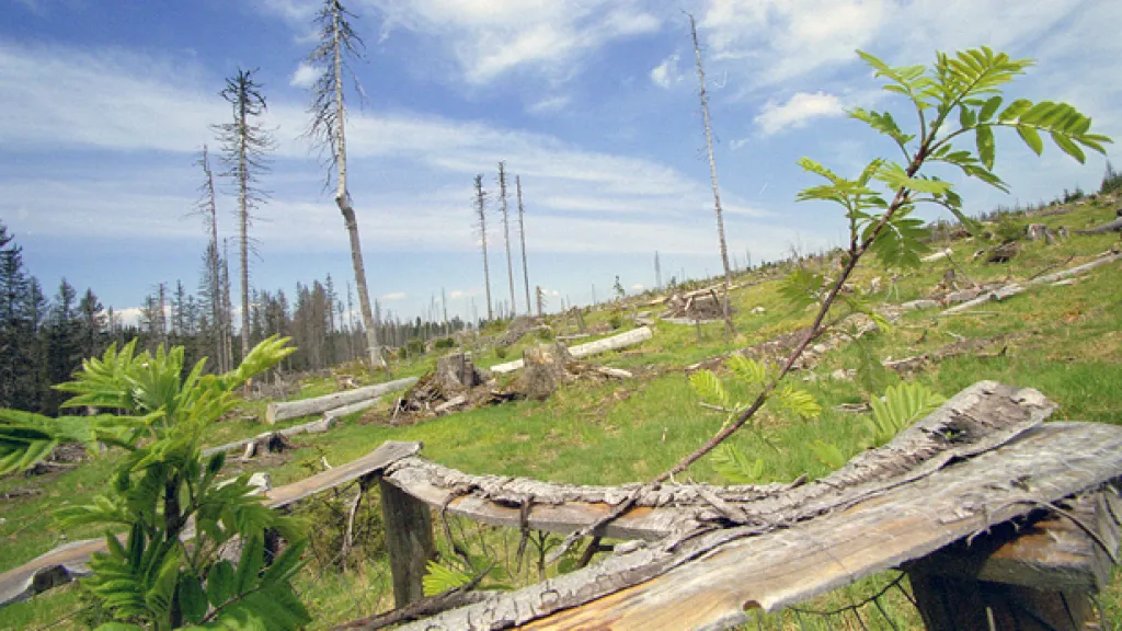 Šumava