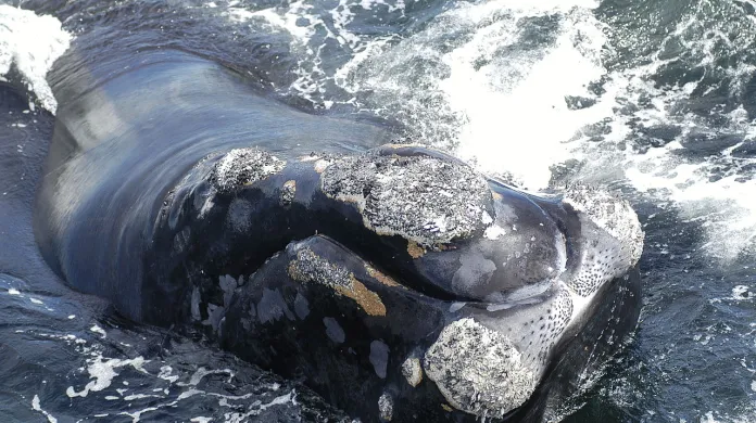 Hlava velryby černé porostlá parazitickými korýši