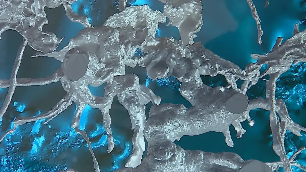 Některé kořeny jsou až osm set let staré