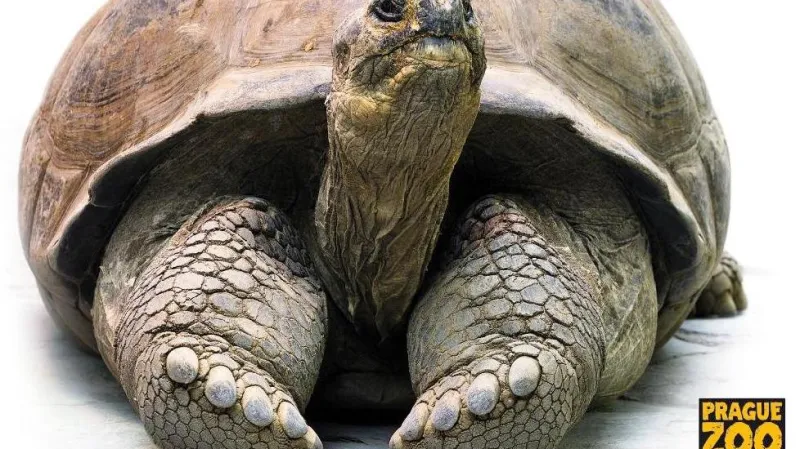 Seznamte se. Želva sloní, Eberhard