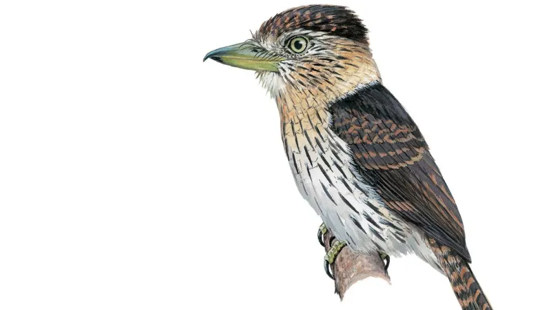 Lenivka Nystalus obamai