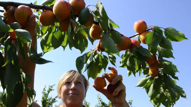 Úroda meruněk bude letos bohatá