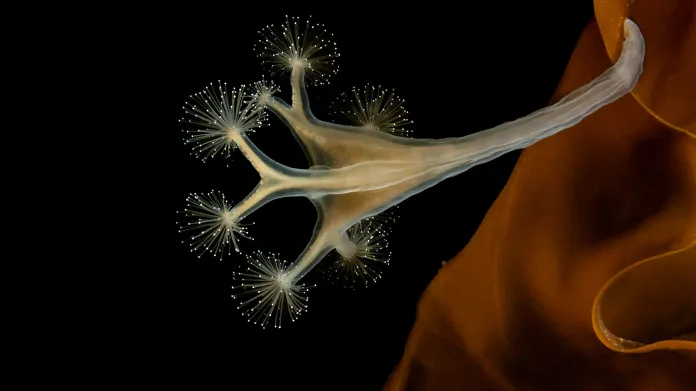 Petr Polách: medúza Lucernaria quadricornis, čtvrté místo v kategorii Makrofotografie
