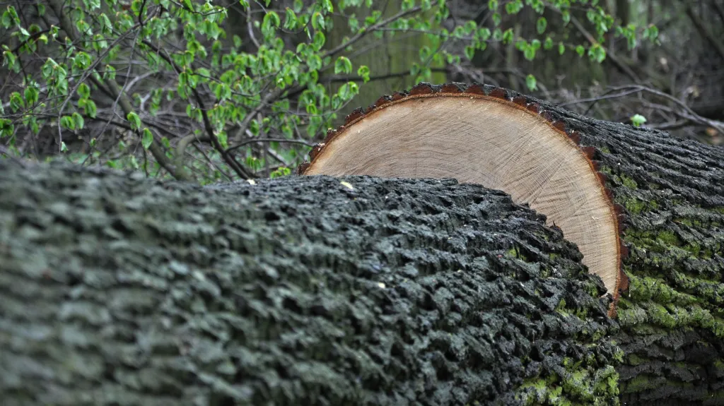 Duby vykácené v CHKO Poodří