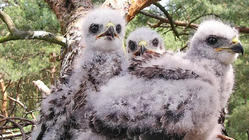 Káně lesní – mláďata