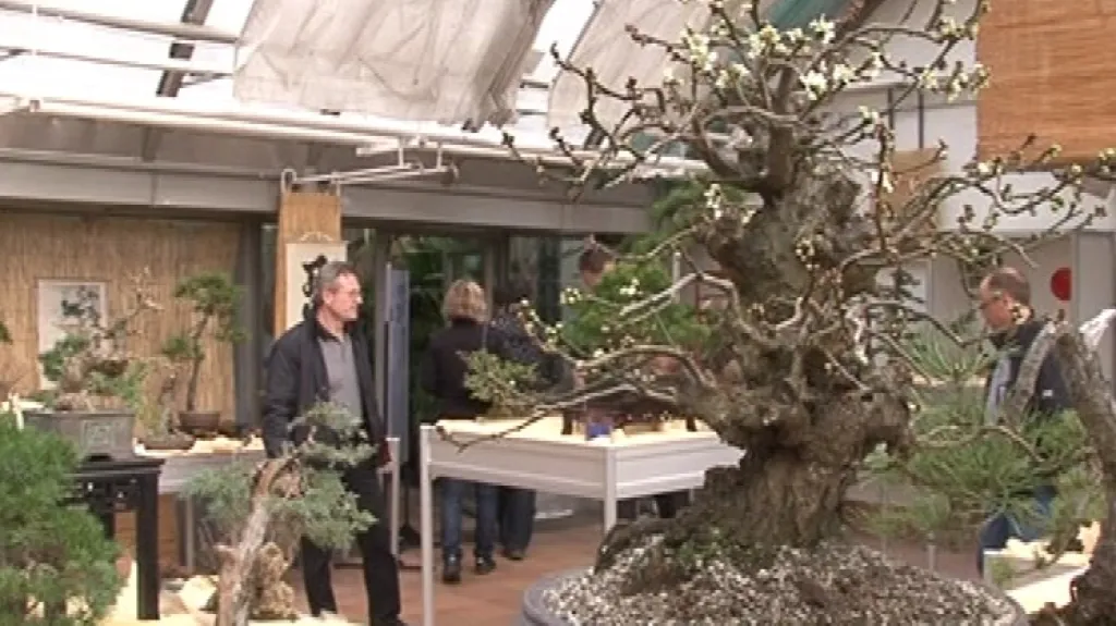 Bonsaje Zaplnily Sklen k Botanick Zahrady T24 esk Televize bonsaje-zaplnily-sklen-k-botanick-zahrady-t24-esk-televize