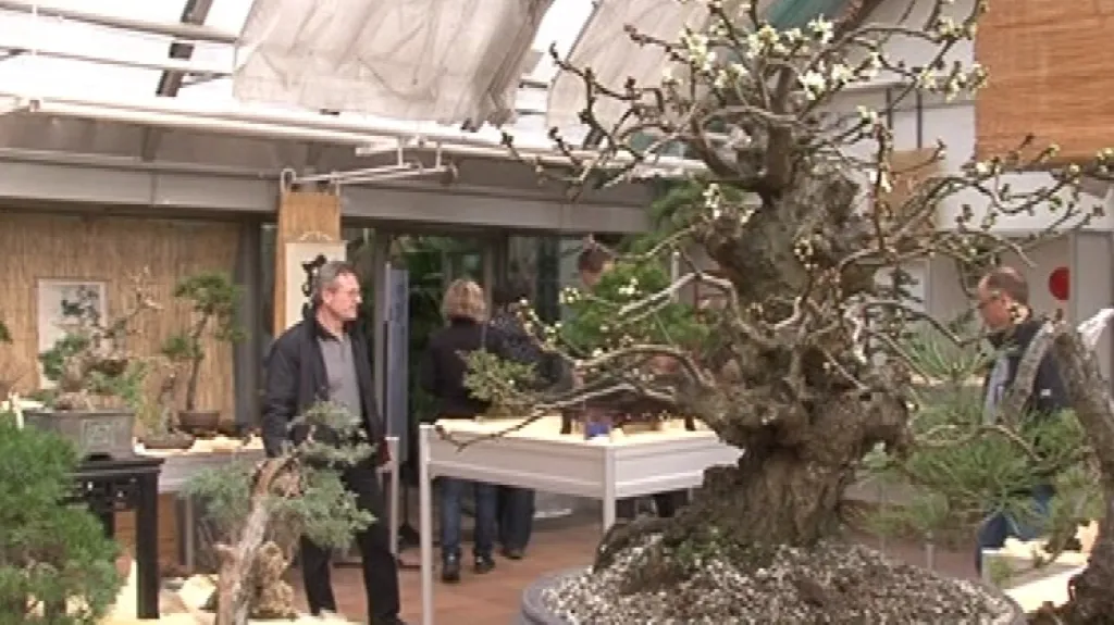 Výstava bonsají v botanické zahradě