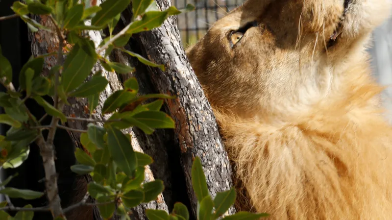 Návrat lvů do Afriky