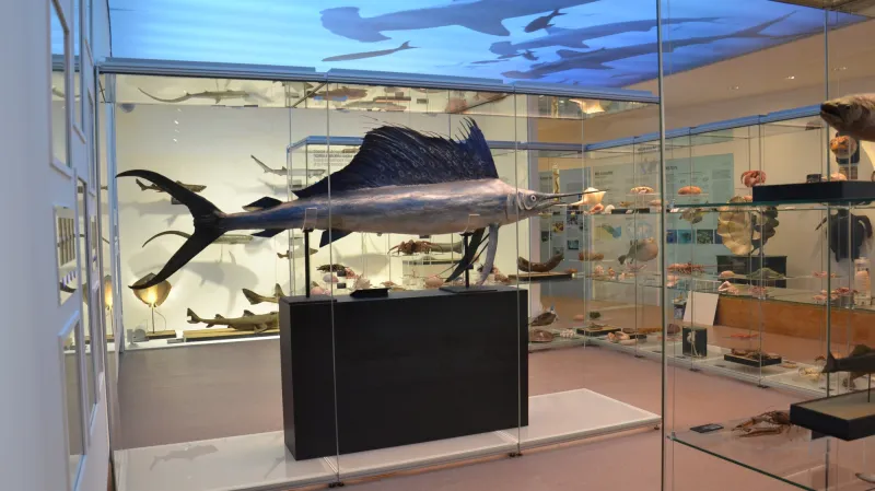 Archa Noemova v Národním muzeu