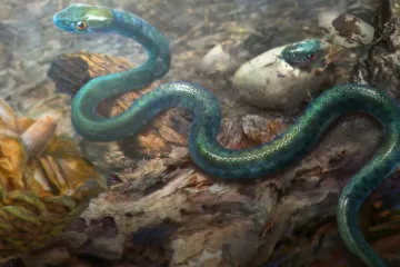 Vědci našli hada, který se plazil pod nohama dinosaurů. Mládě bylo 100 milionů let uvězněné v jantaru