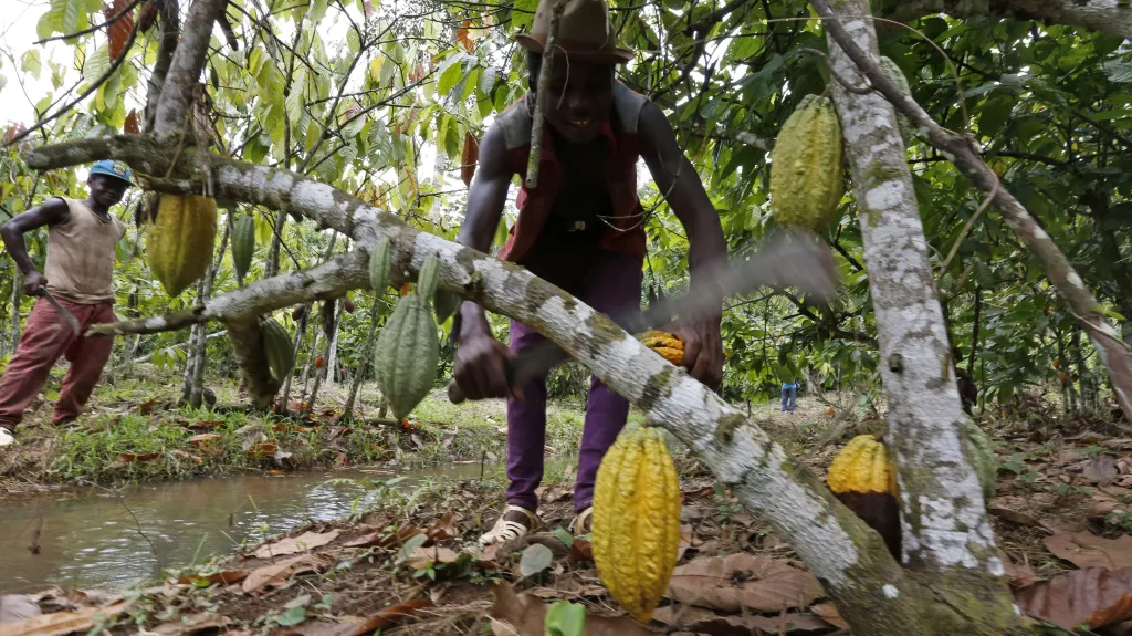 Sklizeň kakaových bobů v Ghaně
