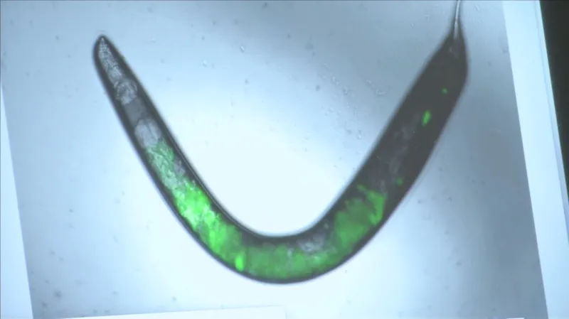 Hlístice pokus nepřežily