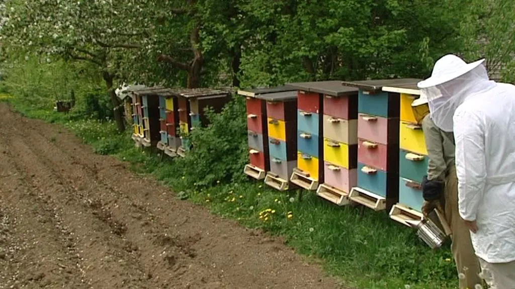 Včelaři kontrolují včely v úlech