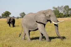 Pošleme Německu dvacet tisíc slonů, hrozí prezident Botswany