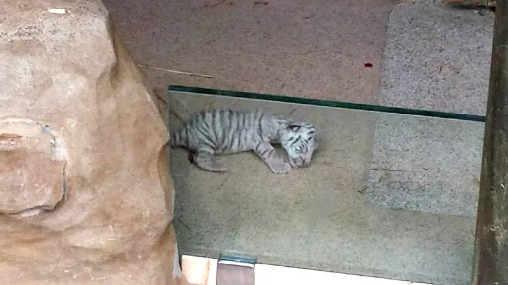 Právě narozené mládě bílého tygra