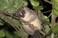 V Angole objevili neznámého obřího trpasličího primáta