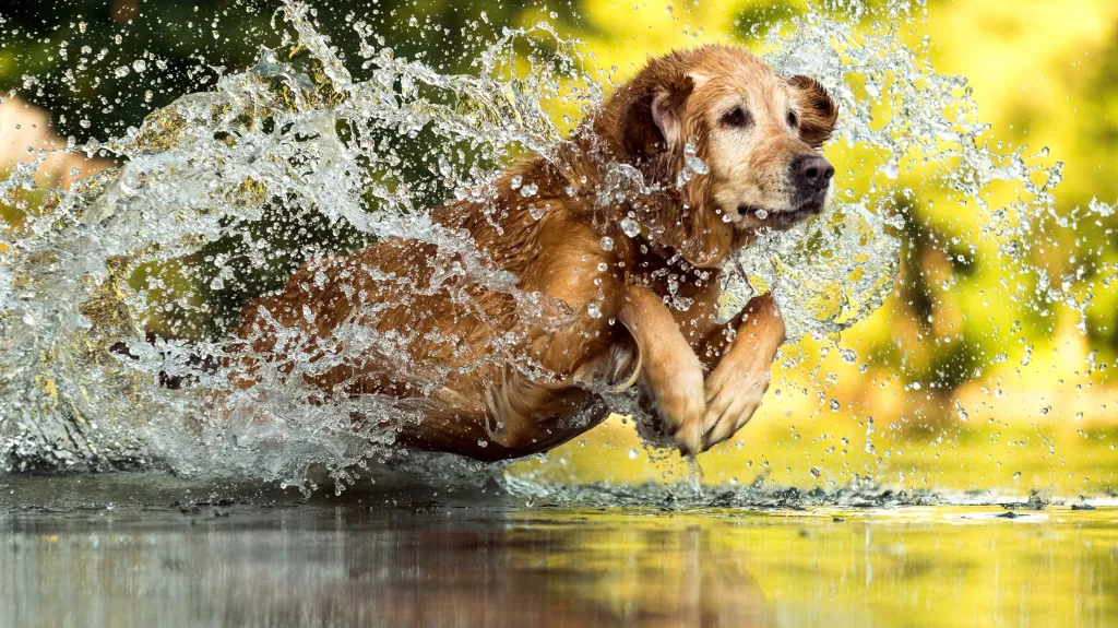 Pes ve vodě