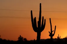 V Arizoně je tak horko, že skomírají i kaktusy. Spalující vedro nemá polevit ani v srpnu