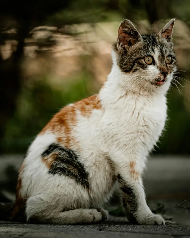 Případ týrání koček v oboře Březka míří k soudu