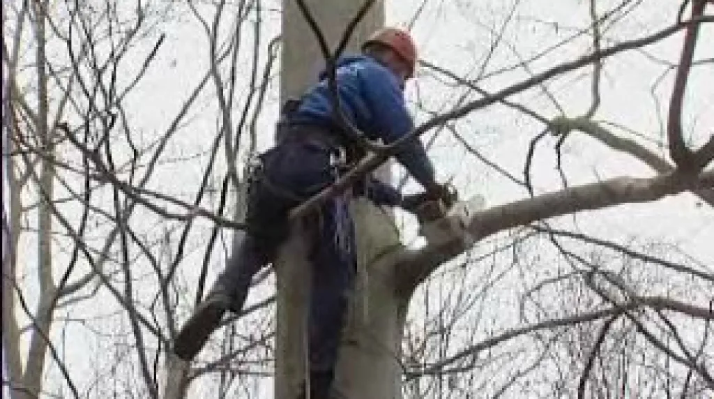 Prořezávání stromů