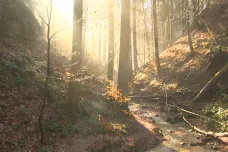 České lesy jsou jednotvárnější. Může za to hlavně změna hospodaření