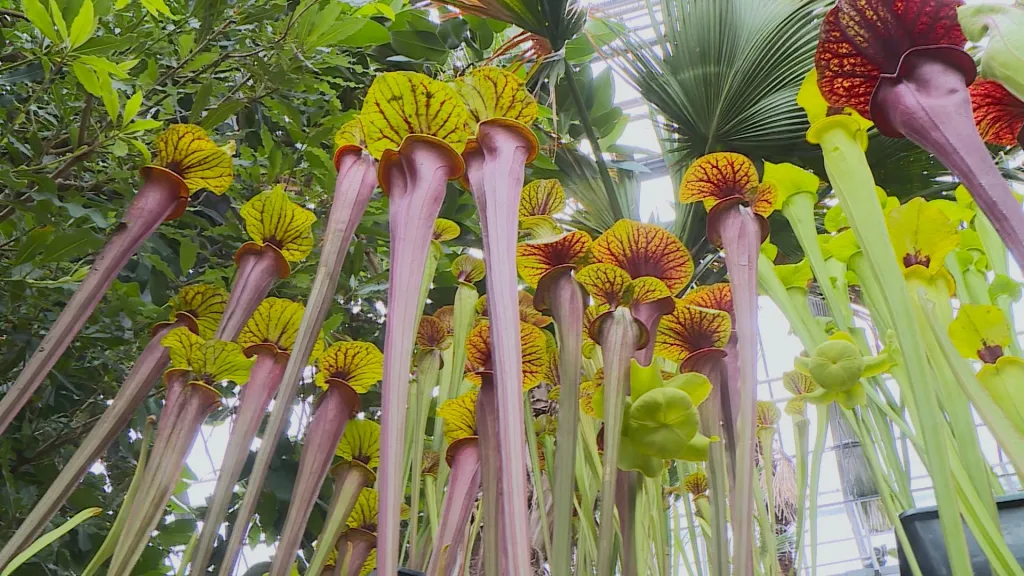 Události v regionech: Startuje výstava masožravých rostlin Živé pasti