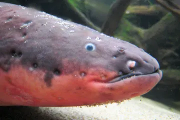 V Amazonii našli nový druh elektrického úhoře. Dává nejsilnější rány v přírodě