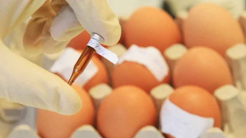 Kontrola vajec