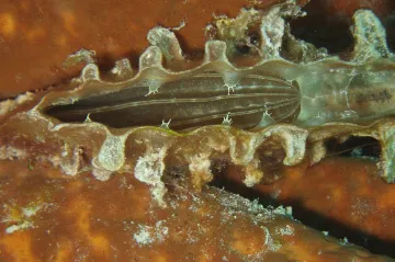 Metrový mlž ze Středomoří vymírá. Jeho populaci likviduje patogen