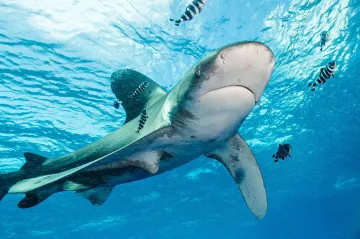 Žraloci v chráněné oblasti v Indickém oceánu jsou častými oběťmi pytláků, upozornila studie