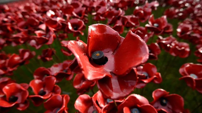 Vlčí máky u londýnského Toweru