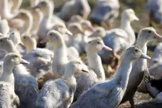 Do Česka se vrátila ptačí chřipka, nákaza je v malochovu na Vysočině