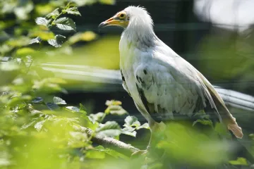 První let na svobodě skončil v drátech vysokého napětí. Sup ze zlínské zoo uhynul v Bulharsku