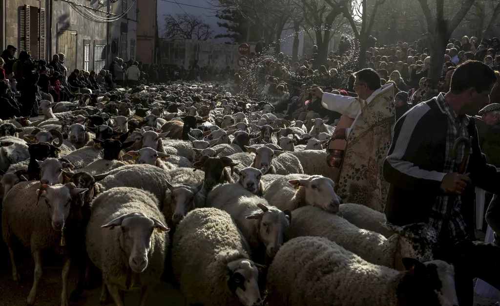 Kněz žehná stádu ovcí v den svatého Antonína, španělského patrona všech zvířat, na ostrově Mallorca.
