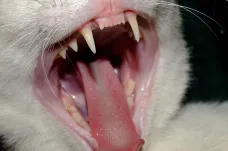 Vědci vysvětlili, proč mají kočky tak bizarní jazyky