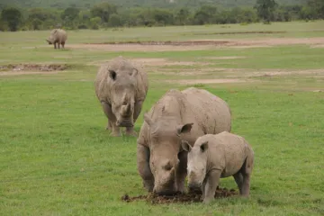 Otázky a odpovědi - Co vše potřebujete vědět o severních bílých nosorožcích