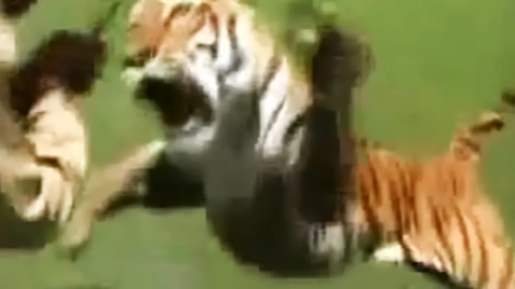 Tygři čím dál častěji útočí na člověka