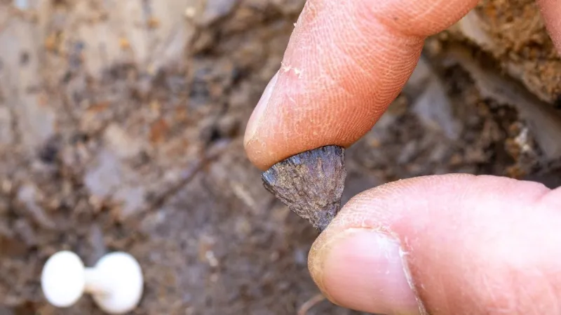 Pyrit nalezený u pravěkého ohniště