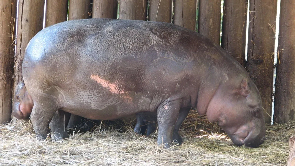 Hrošík liberijský