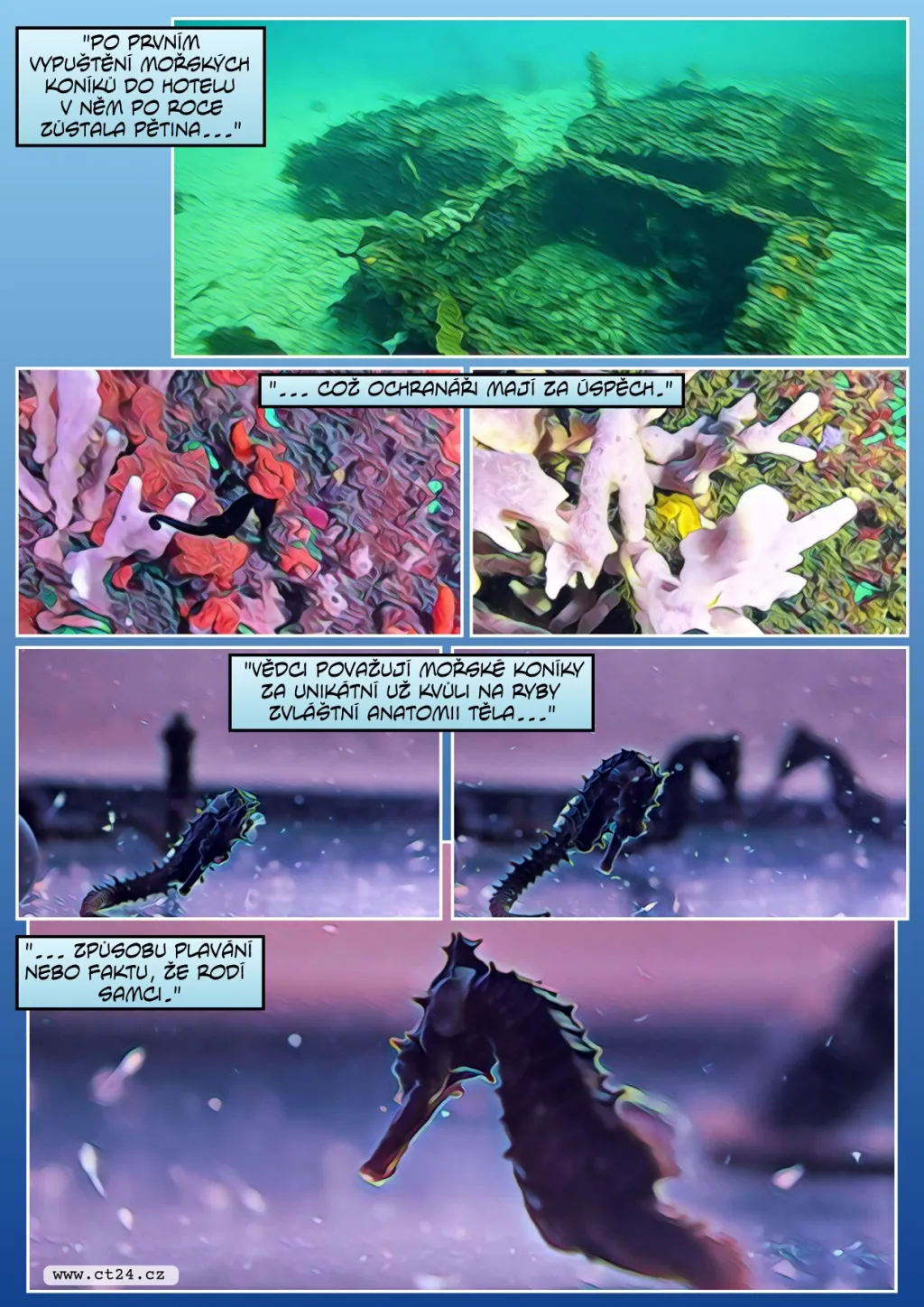 Vědci staví pro mořské koníky na pobřeží „hotely“. Jejich přirozených útočišť ubývá