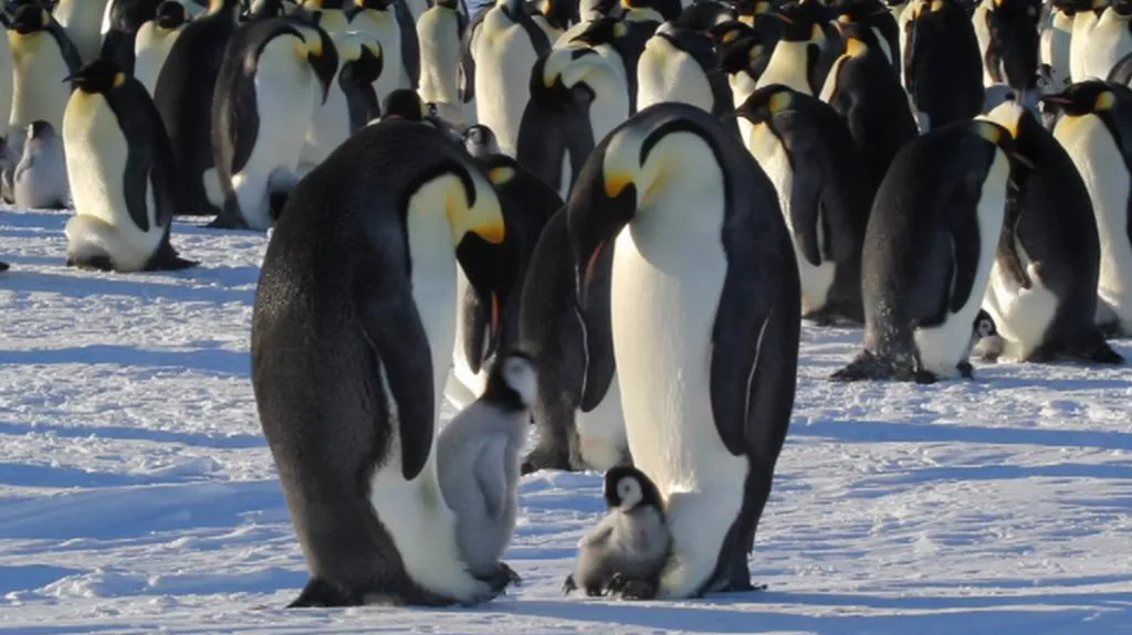 Tučňáci na Antarktidě