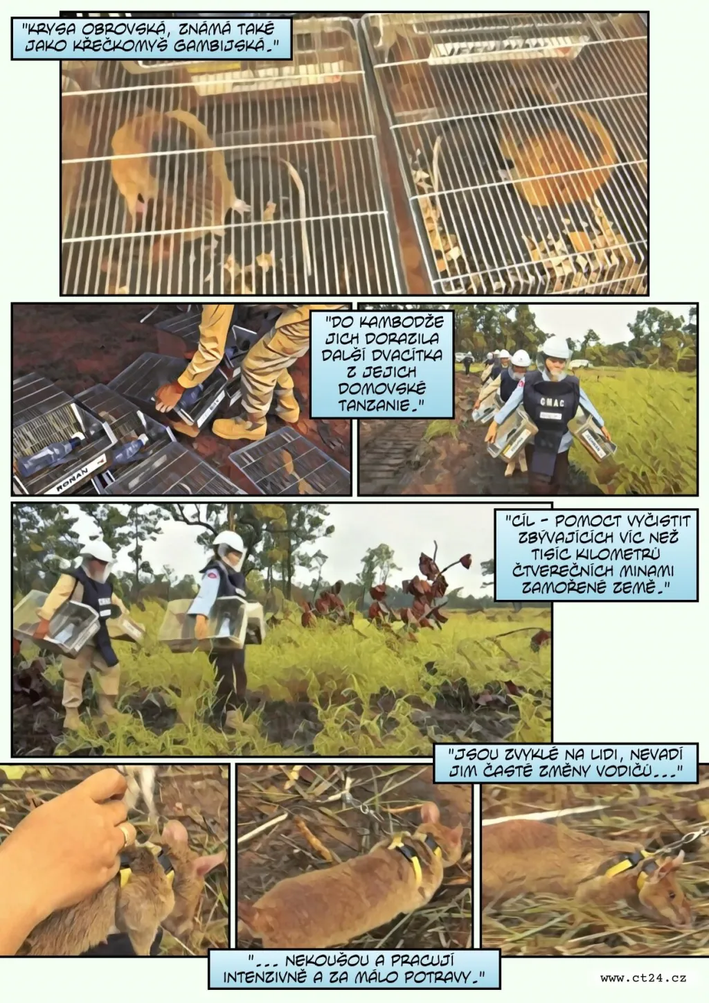 Cvičené krysy pomáhají odhalovat miny