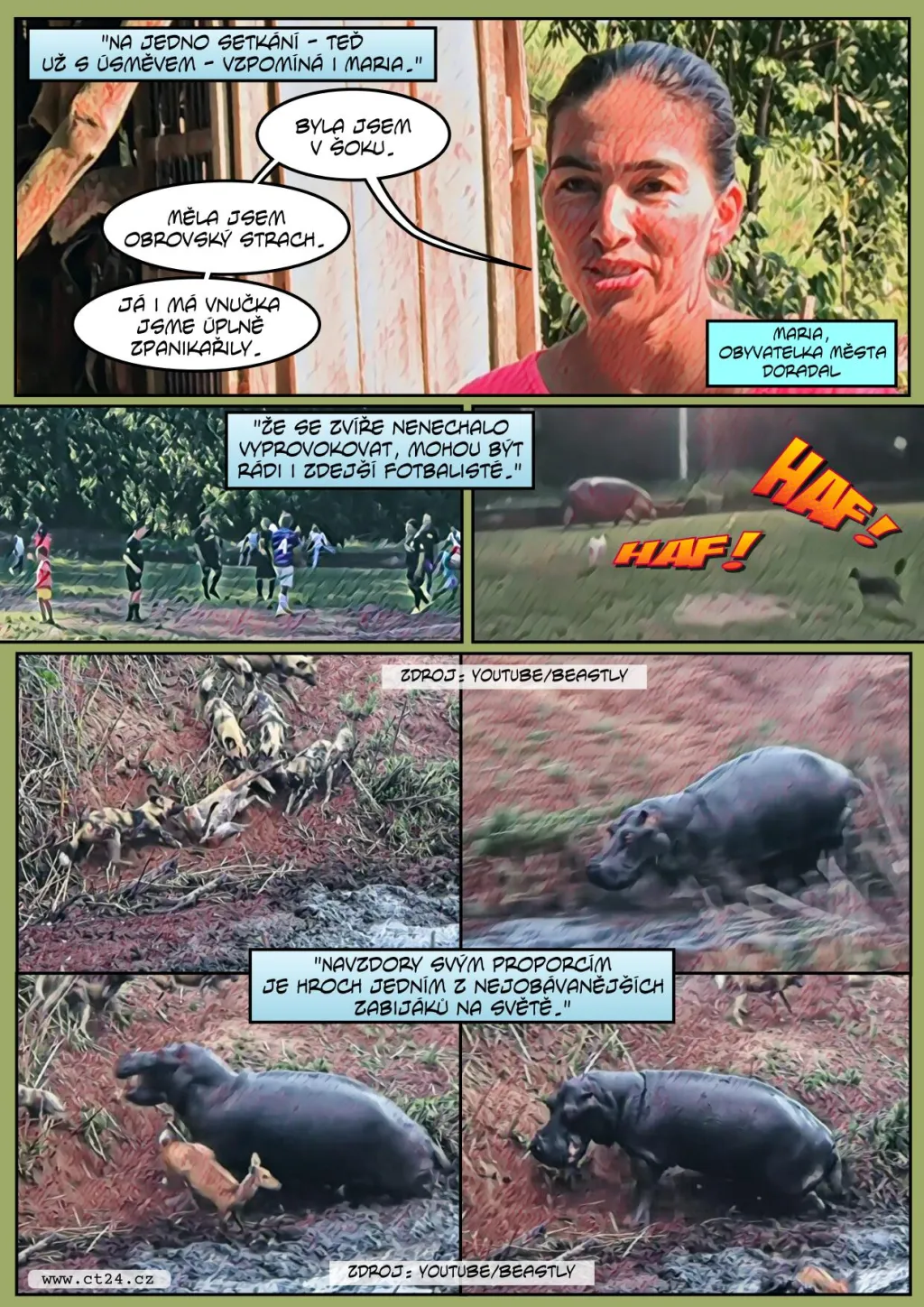 Po Kolumbii volně pobíhají afričtí hroši